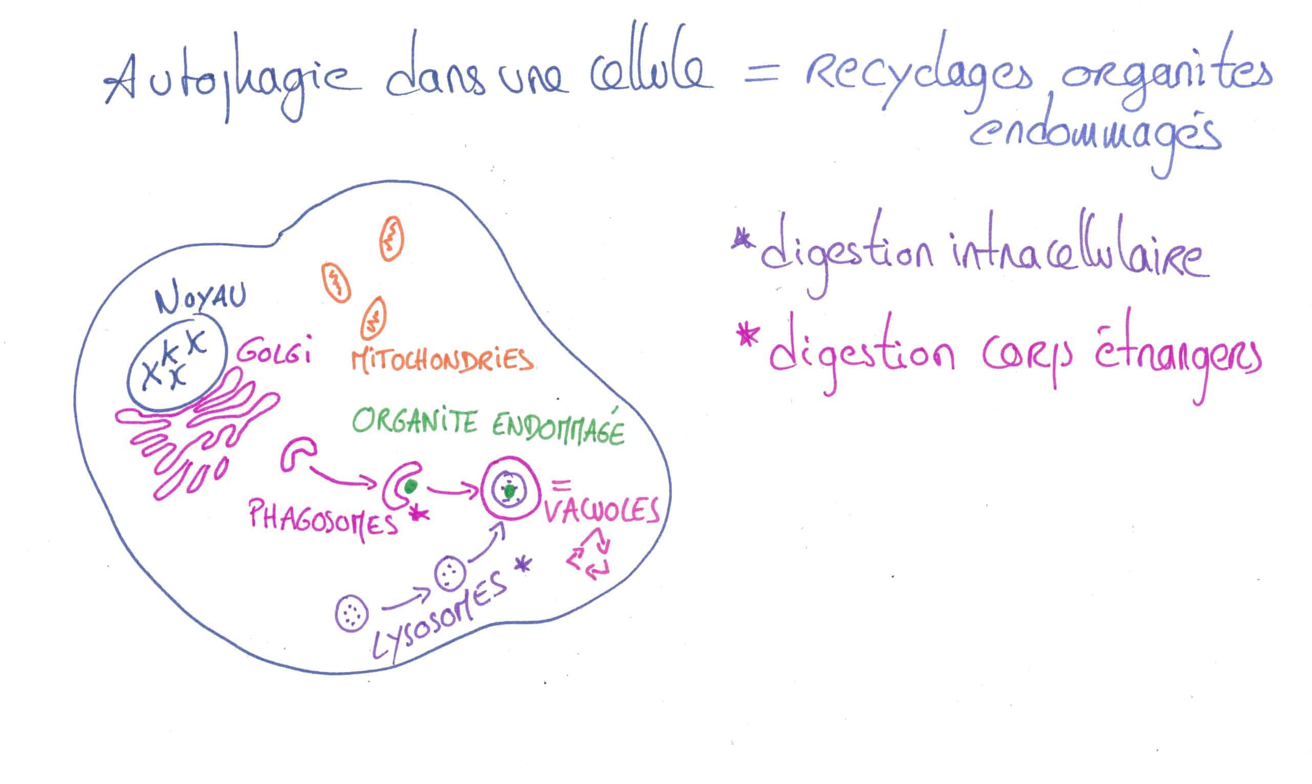 autophagie cellule physiologie du jeûne et bienfaits