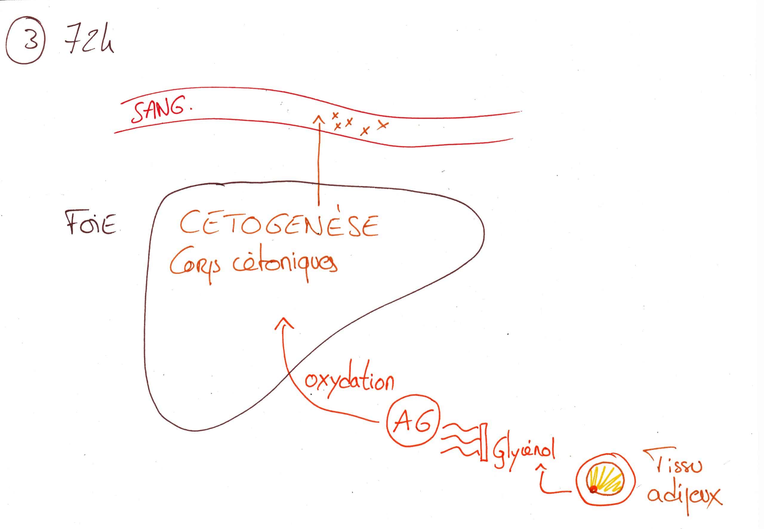 la cétogénèse physiologie du jeûne et bienfaits