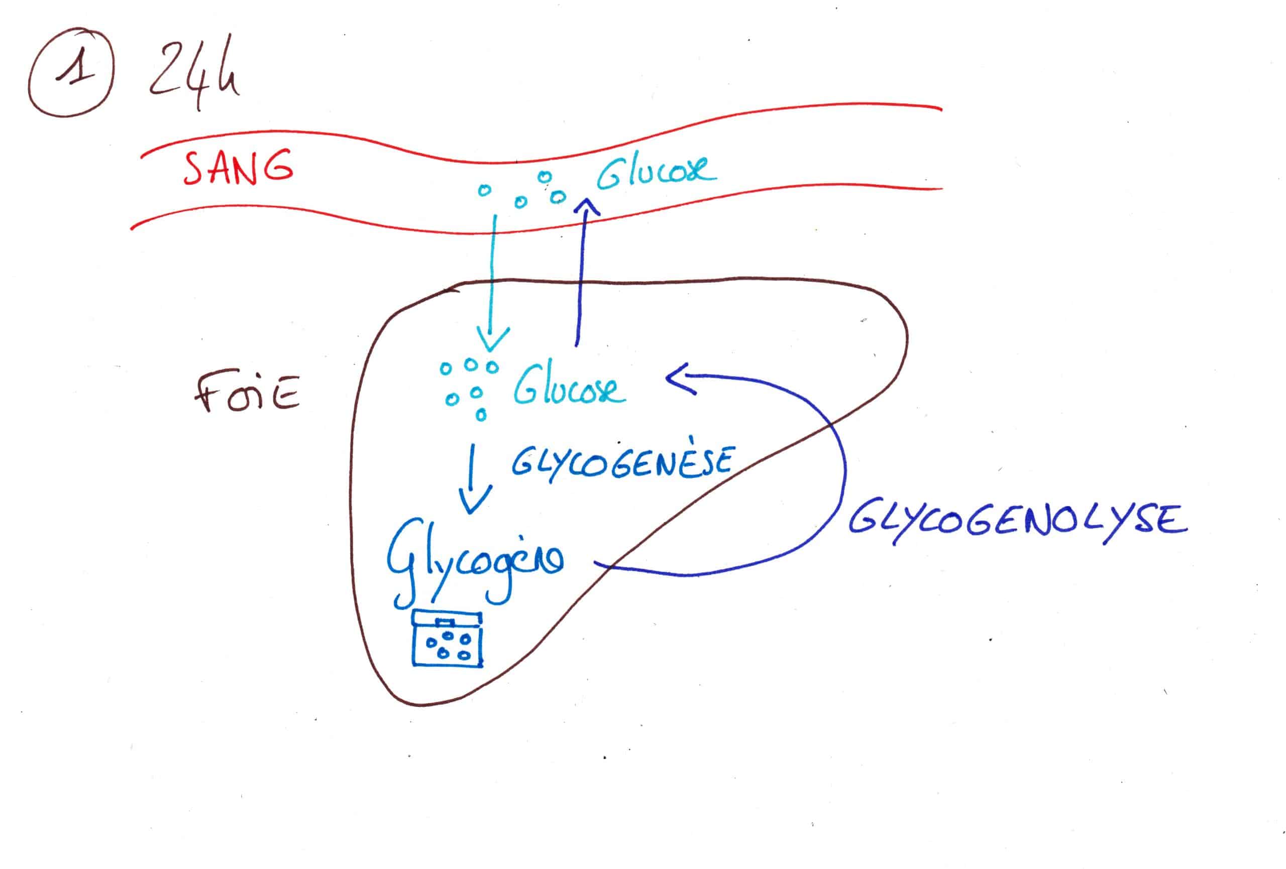 glycogénolyse physiologie du jeûne et ses bienfaits