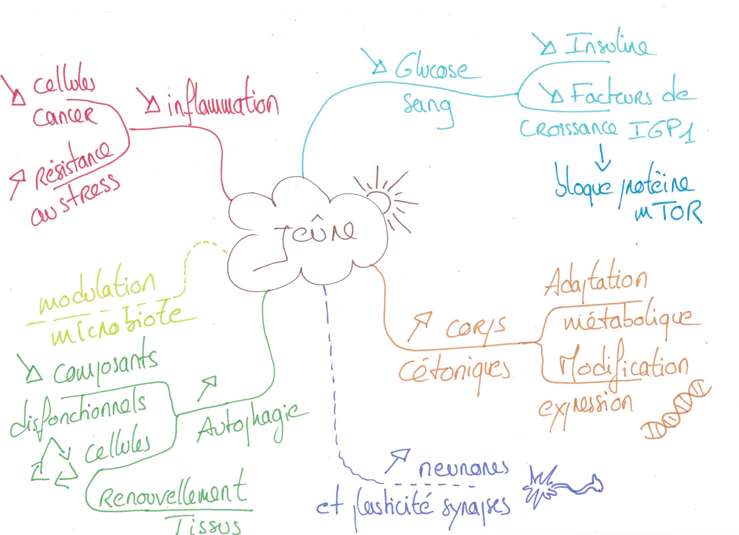 physiologie du jeûne et ses bienfaits