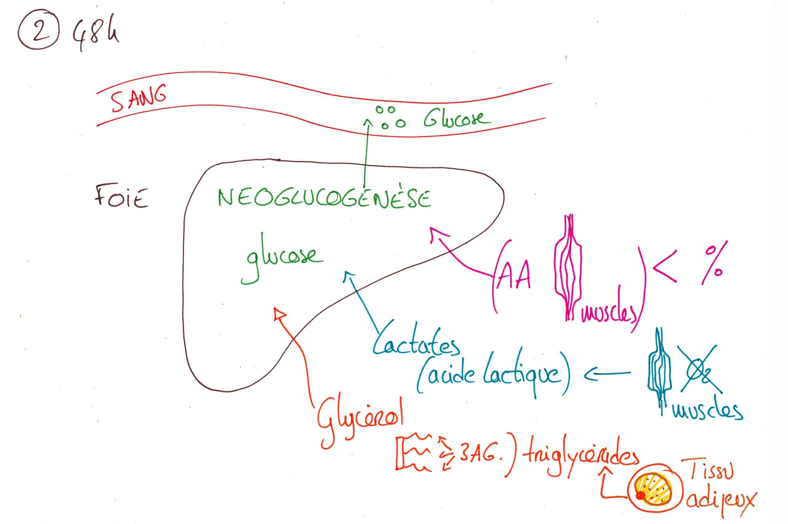 physiologie du jeûne schéma de la néoglucogénèse