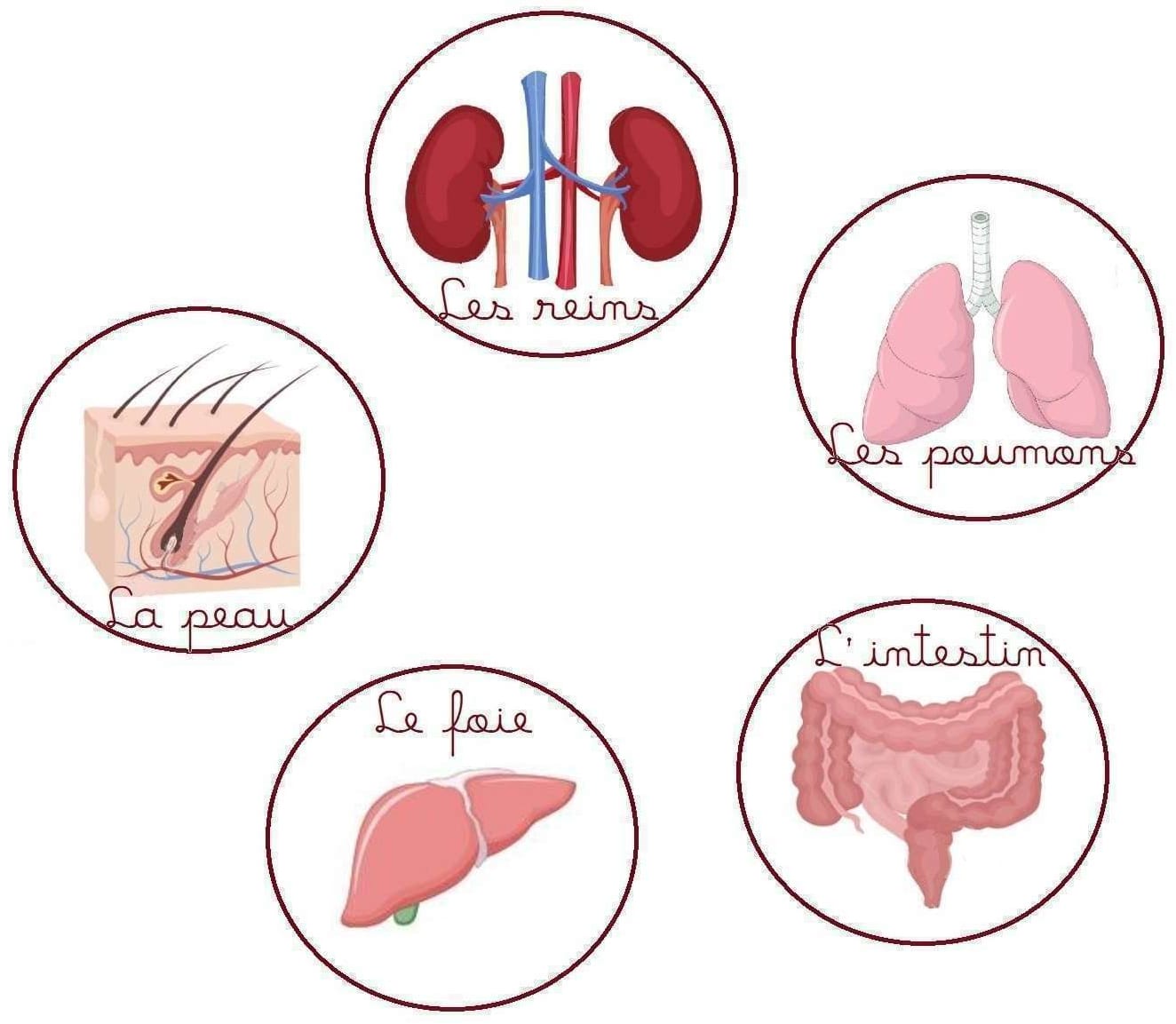 Illustration des émonctoires impliqués dans le jeûne