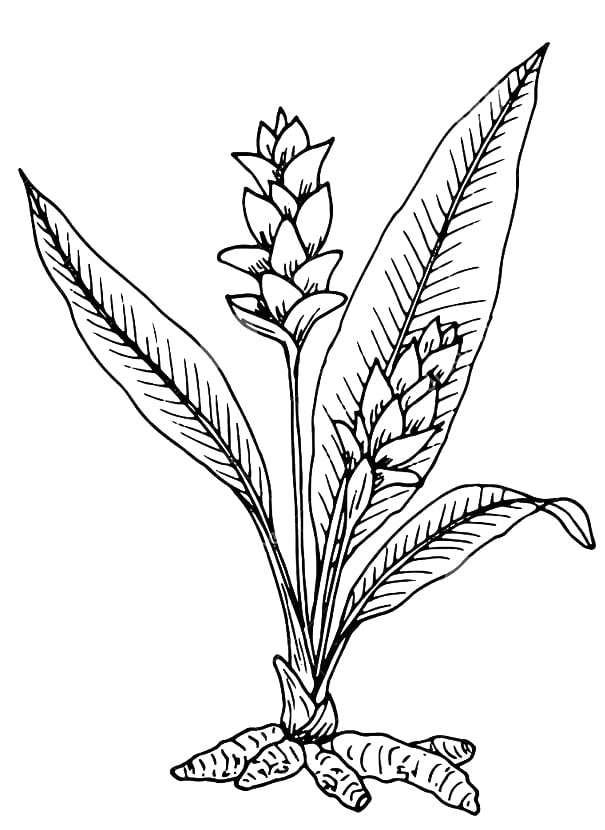 Dessin de plante à fleurs et feuilles détaillées.