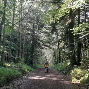 les bains de forêt jeûne en harmonie
