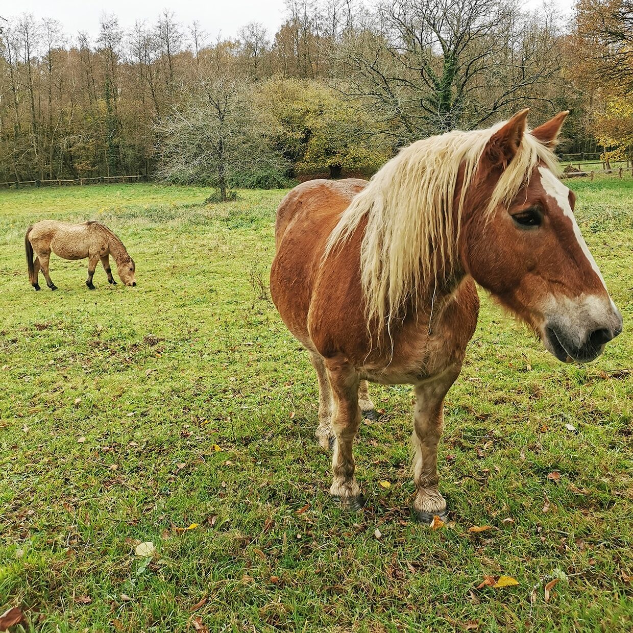 chevaux