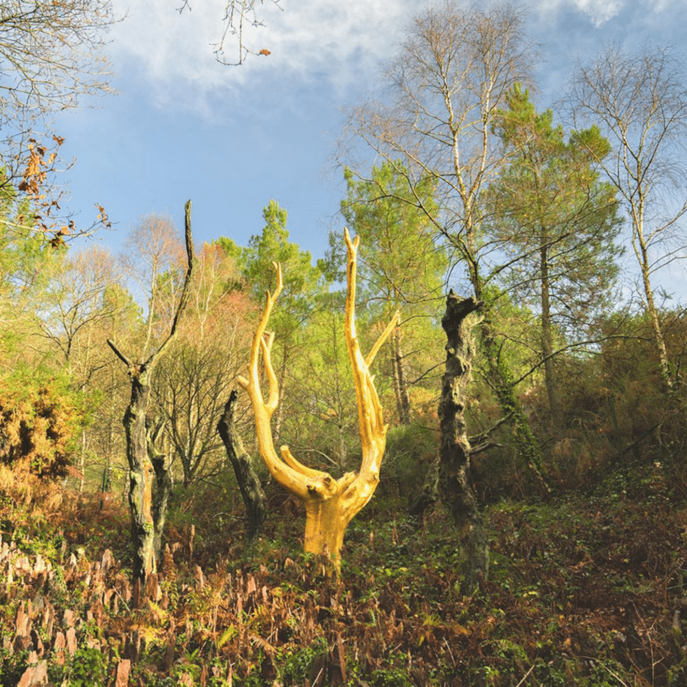 broceliande-arbre