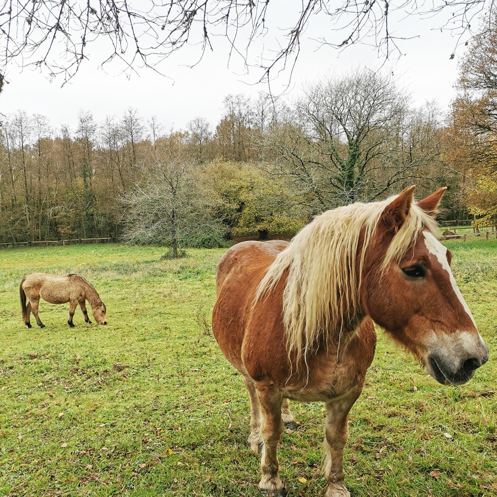 chevaux La Gicquelais