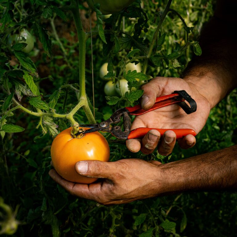 légumes bio transition alimentaire