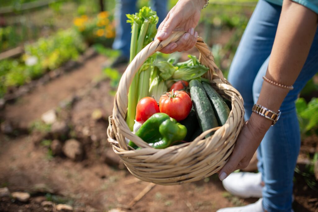 légumes vivants transition alimentaire