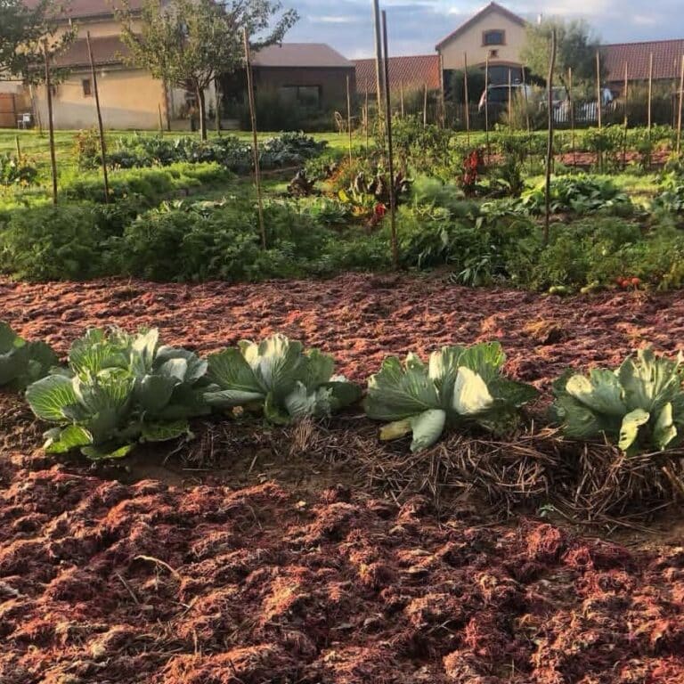 potager de l'écolodge de la ferme du marais girard séjours de jeûne en harmonie