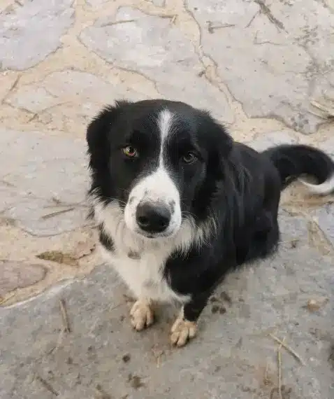 Ulysse le chien qui accompagne les séjours de jeûne en harmonie