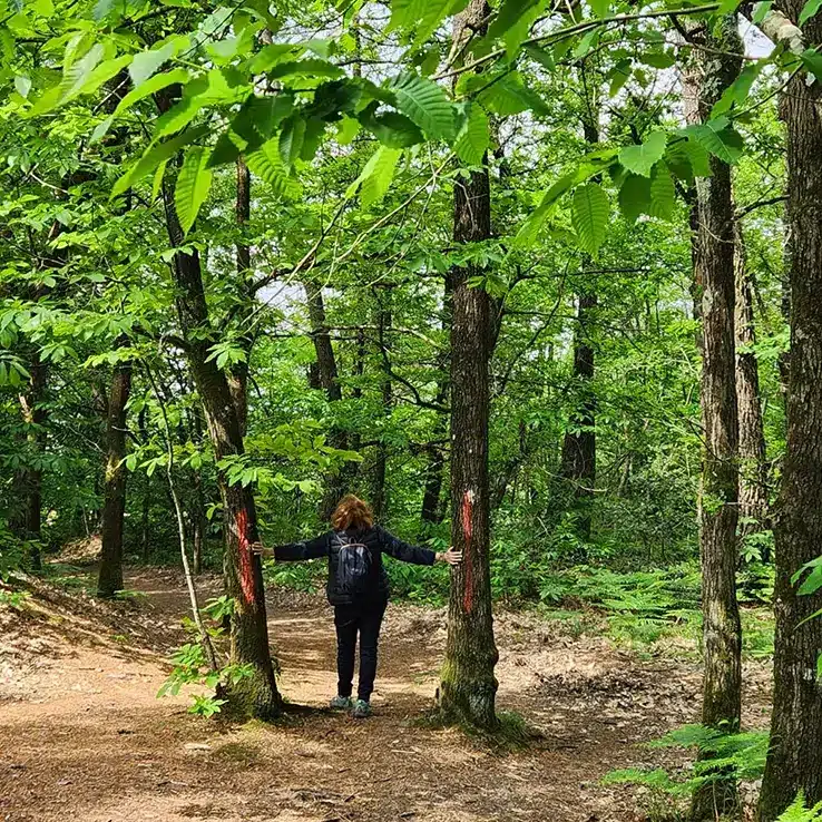 forêt cures bien-être de jeûne en harmonie