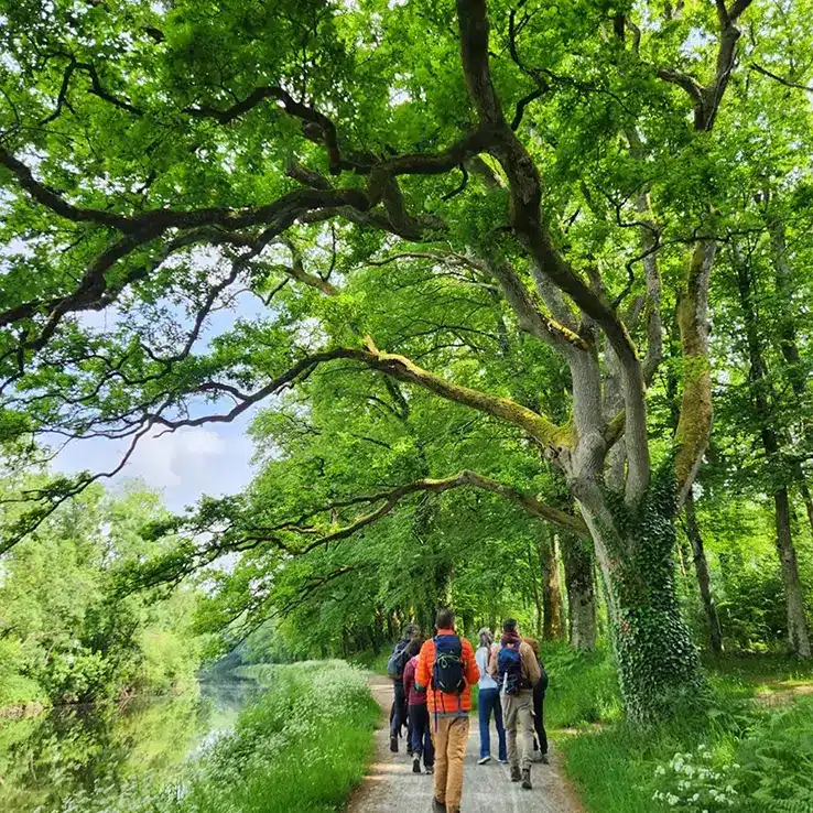 cure détox forêt
