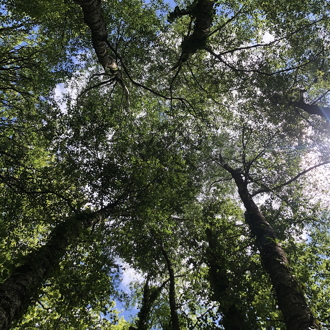 canopée forêt centre bien-être le temps du coeur