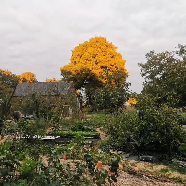 le garnd chêne au temps du coeur jeûne et forêt