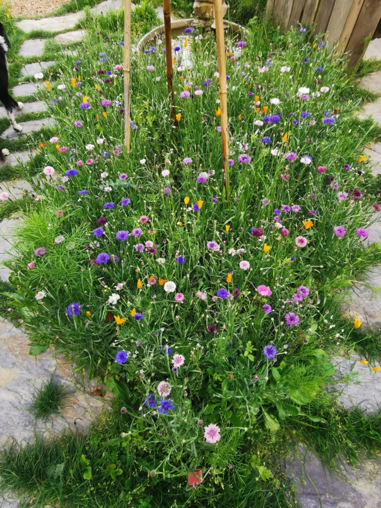 fleurs gîte le temps du coeur cuisine détox